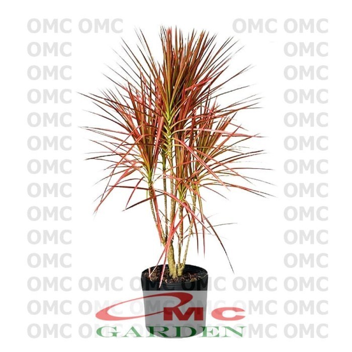 Bonsai Bonsae Dracaena Marginata Tree Tricolor Tri Color Merah 002
