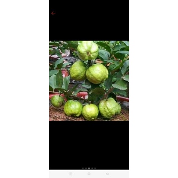 bibit buah jambu kristal pohon jambu kristal SUDAH BERBUAH