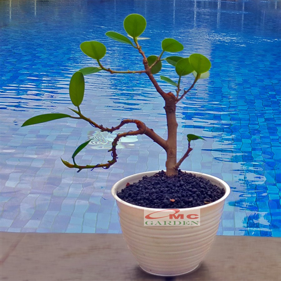 Tanaman Hias Pohon Bonsai Mame Beringin Korea Mini Dolar B-BK-010