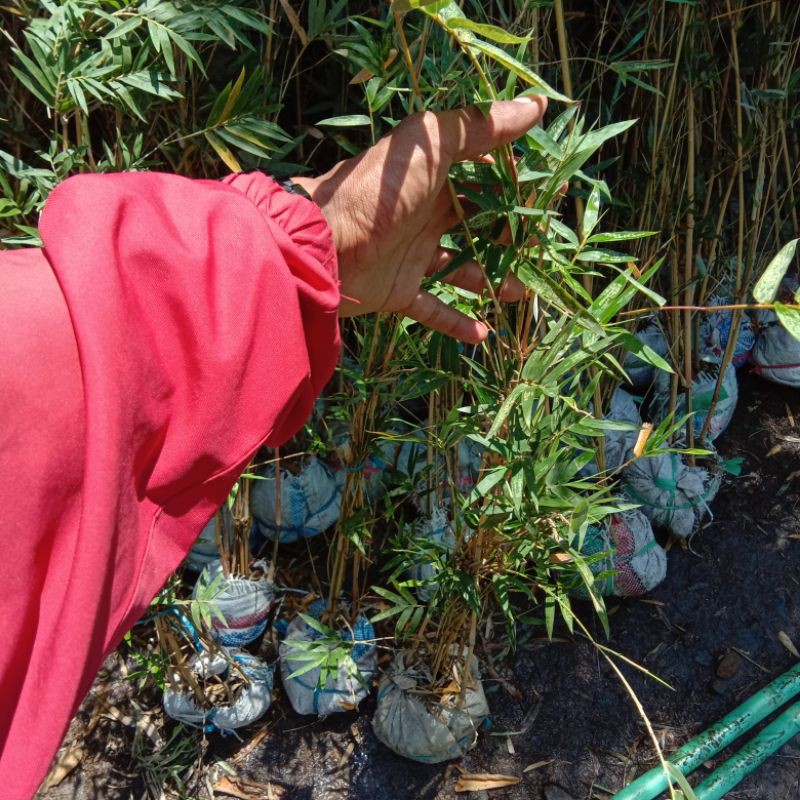 Tanaman Pring Kuning Bambu Kuning