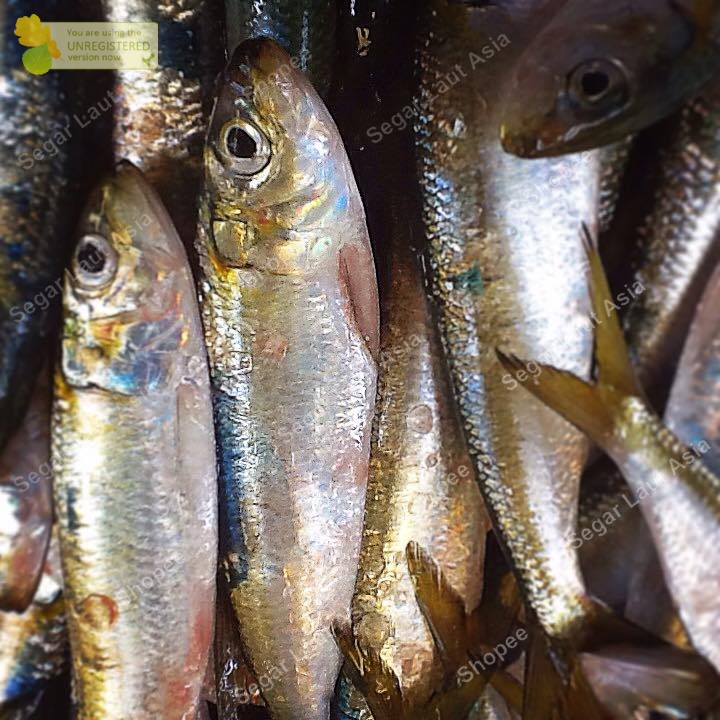 Ikan Sarden Segar Ikan Sarden Ikan Hasil Laut Segar