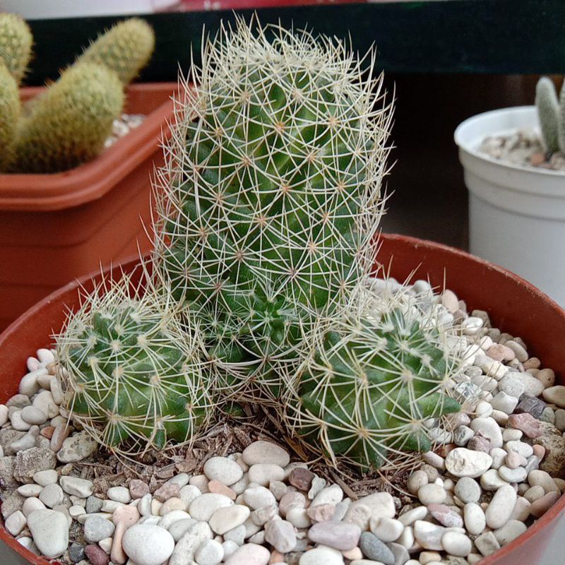Kaktus / Sukulen / Tanaman kaktus / pot kaktus / kaktus ownroot / kaktus potelan / hampers kaktus / 