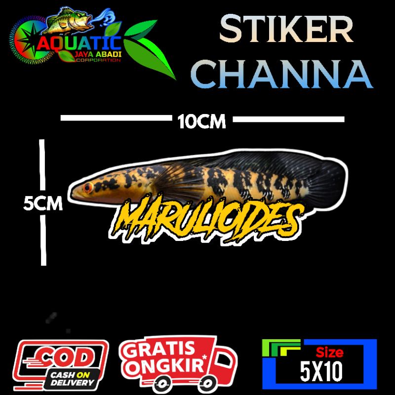 

Stiker Channa Marulioides