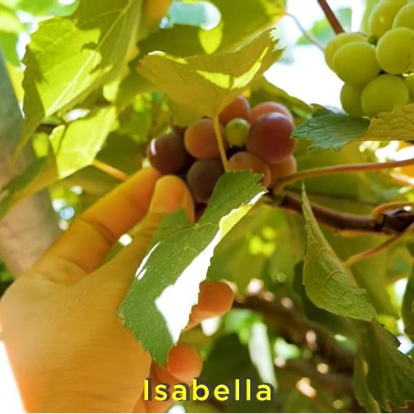 Bibit Anggur Isabella (Rootstock Utk Grafting)