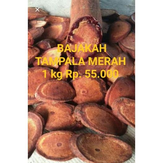 

BAJAKAH TAMPALA MERAH Harga 1 kg Rp.150.000