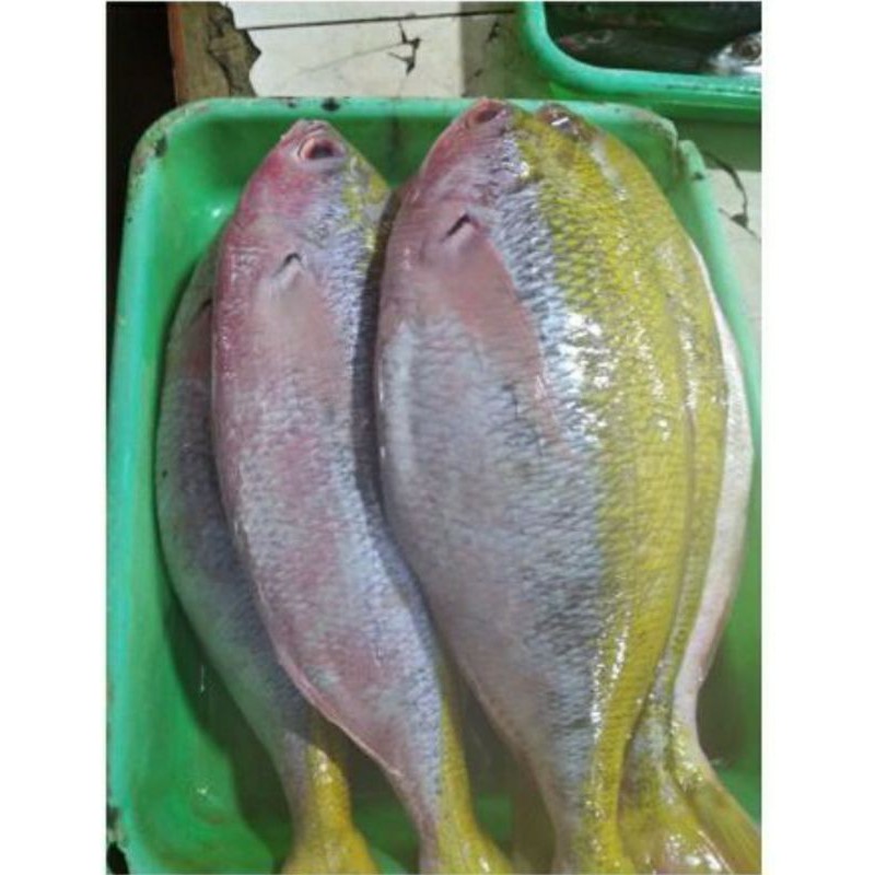 

IKAN EKOR KUNING/KG