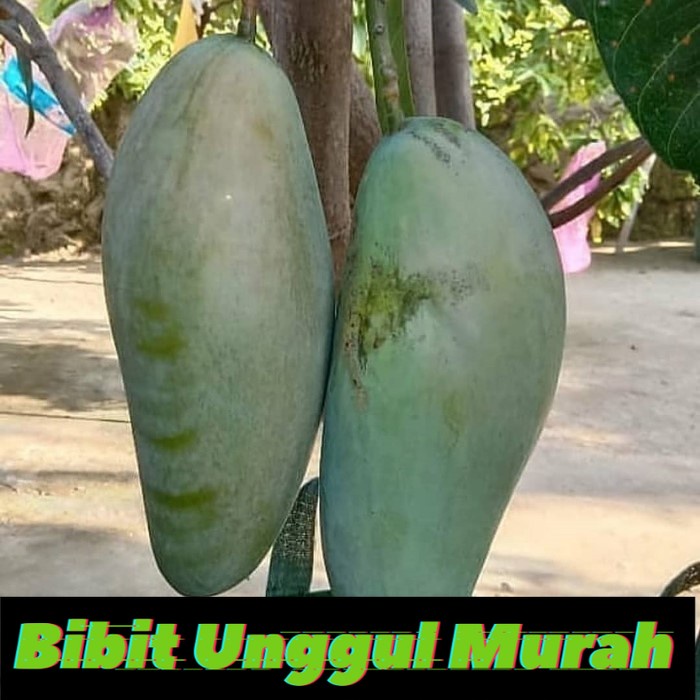 Bibit mangga kiojay