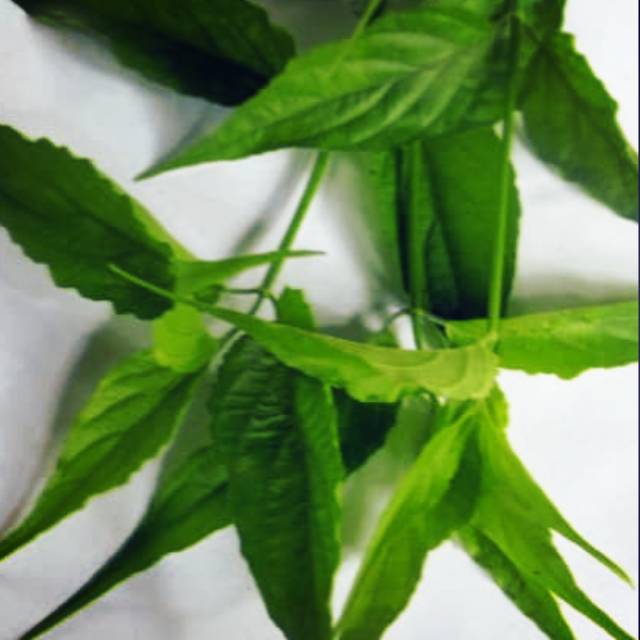 

Daun herbal dandang gendis - daun herbal diabetes JAMINAN Non KIMIA