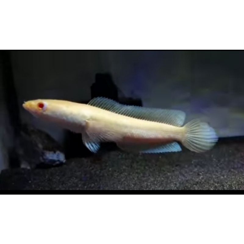 CHANNA STRIATA ALBINO MATA MERAH
