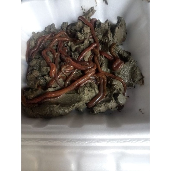 UMPAN MANCING,CACING LAUT/KILANGKILUNG KUALITAS SUPER