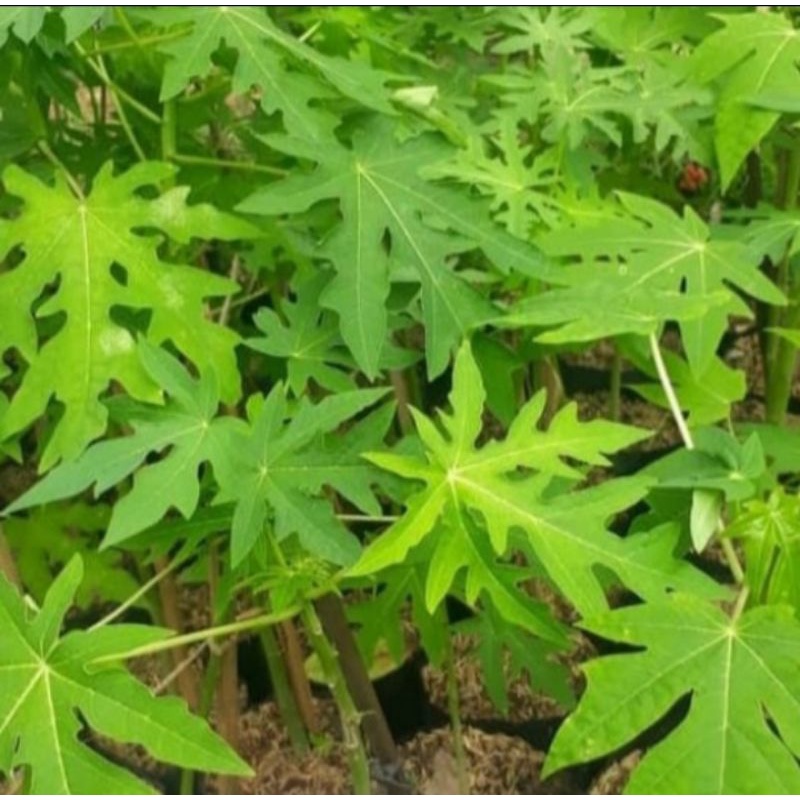 bibit pepaya bibit pohon pepaya California bibit unggul