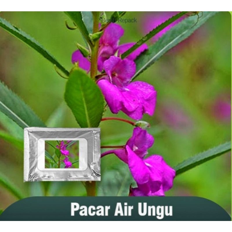 Biji bunga-pacar air-bunga pacar-benih bunga  murah-benih bunga repack