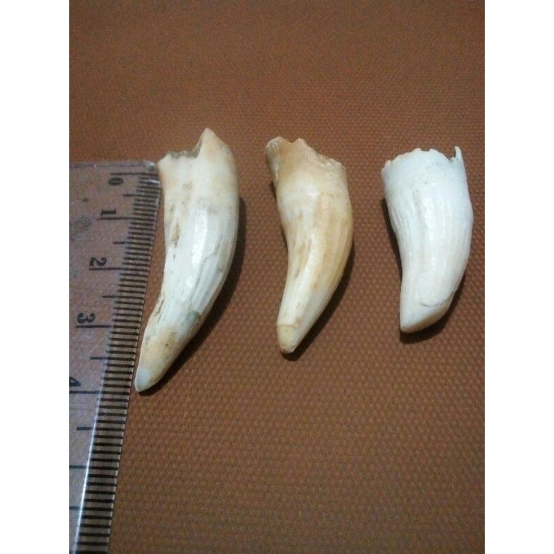 LIONTIN TARING BUAYA ORIGINAL ASLI100%