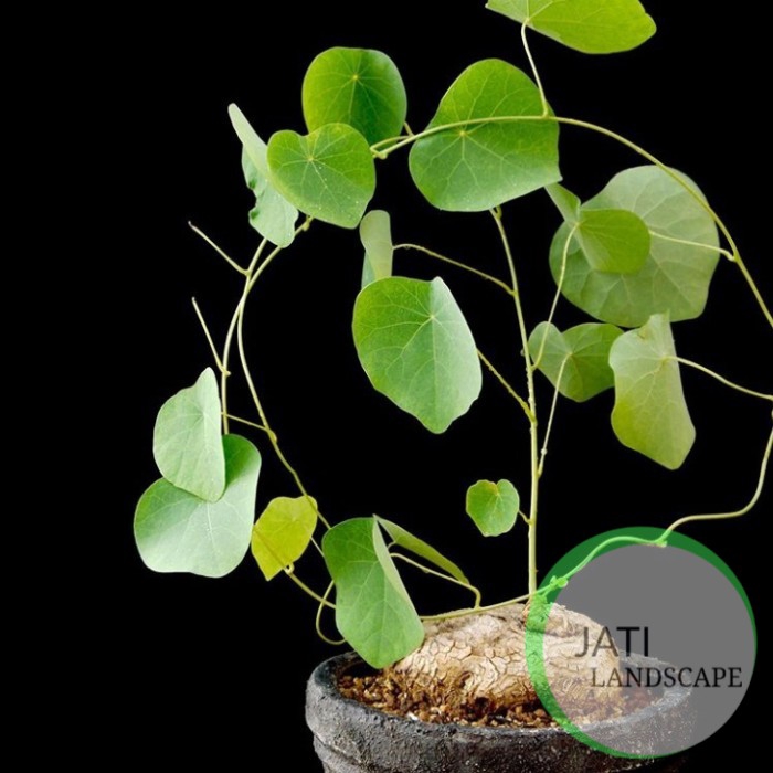 umbi tanaman stephania venosa 500gram