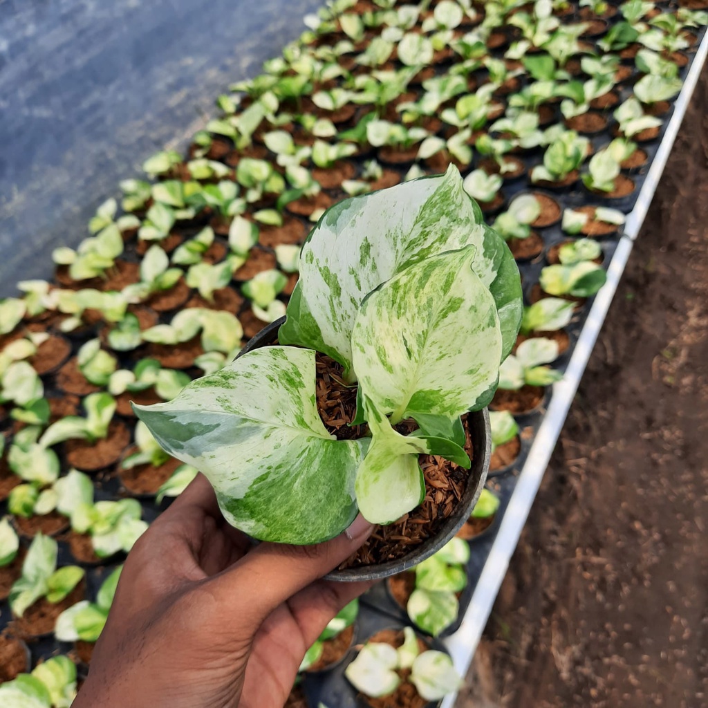 Epipremnum Manjula Tanaman Hias Sirih Manjula Epip Manjula Varigata BUKAN bonggol
