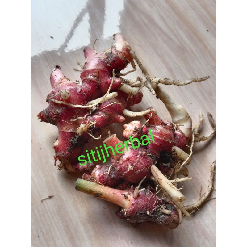 

jahe merah segar 250 gram