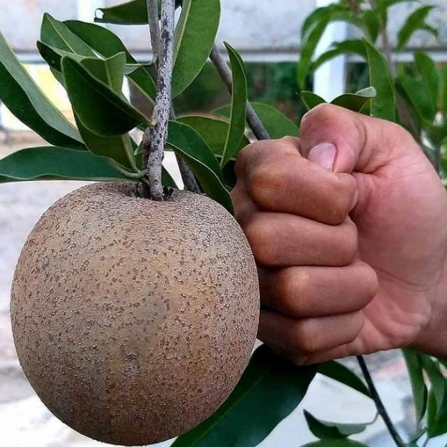 paket hemat 3 bibit sawo jumbo