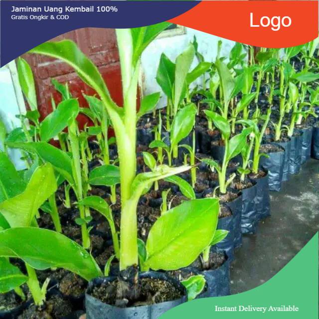 Bibit pisang ambon mini