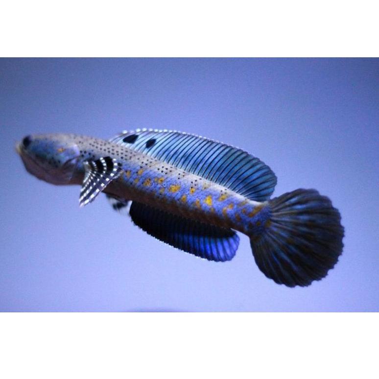 COD promoikan chana blue pulchra full pelet.size 7-10 cm (ART. G8668)