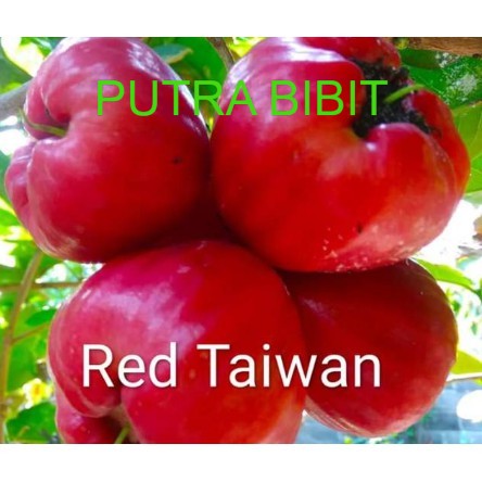 

jambu air red taiwan super manis import