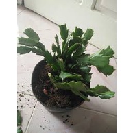 Wijaya kusuma kepiting (schlumbergera sp) - Bibit Tanaman Hias Wijaya Kusuma Kepiting murah 6 Varian / Wijaya kusuma