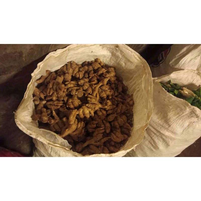 

kencur fress 1kg