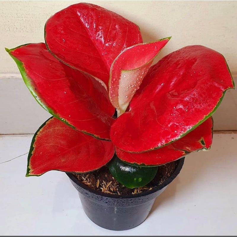 Aglaonema Suksom Jaipong / Aglonema Suksom Jaipong florist nursery / Aglonema Suksom Jaipong (Tanama