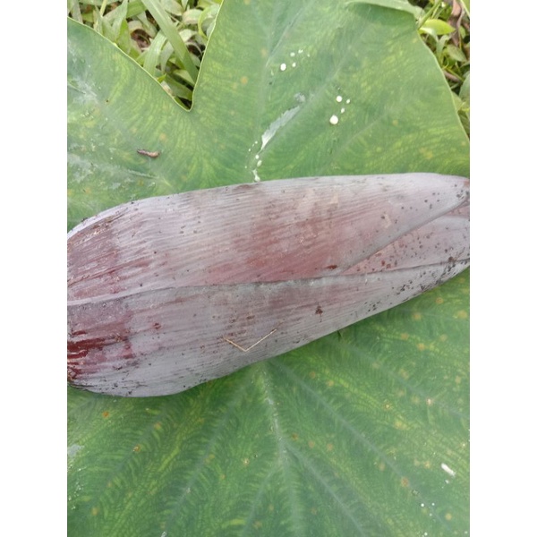 

jual kembang pisang batu atau jantung muda segar 2 buah 25000