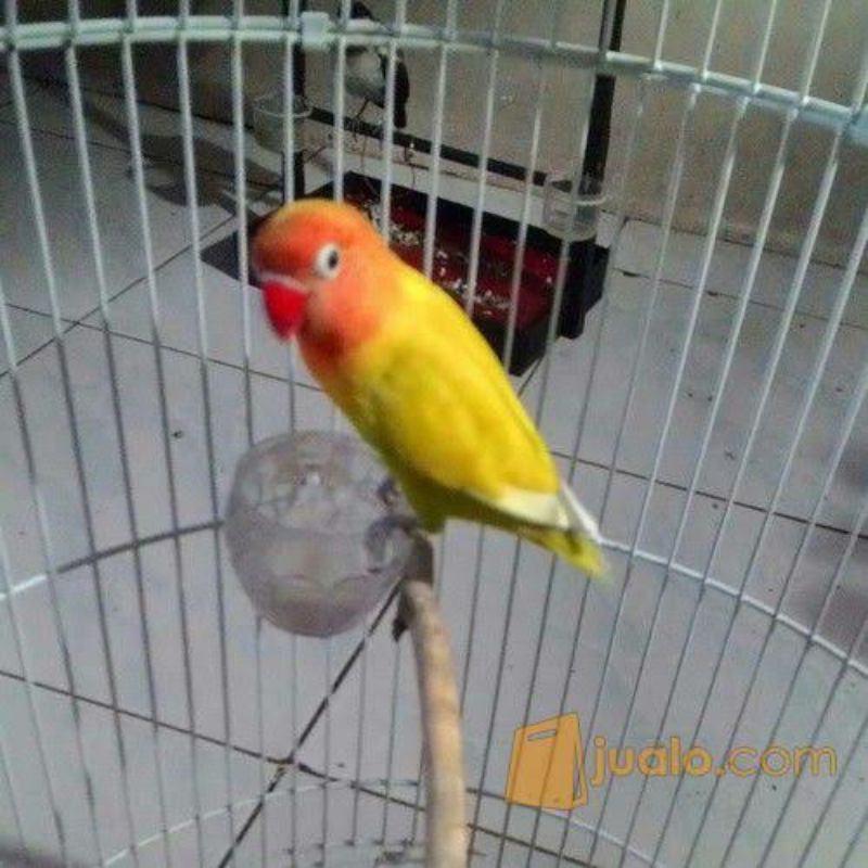 Lovebird Paskun Pastel Kuning