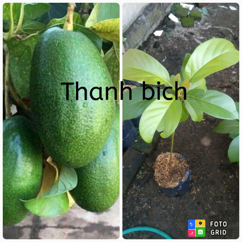bibit alpukat thanh bich valid
