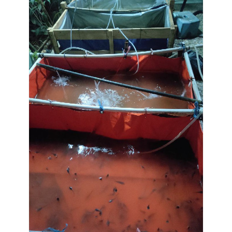 PAKET BIBIT LELE 7-8CM 100 EKOR