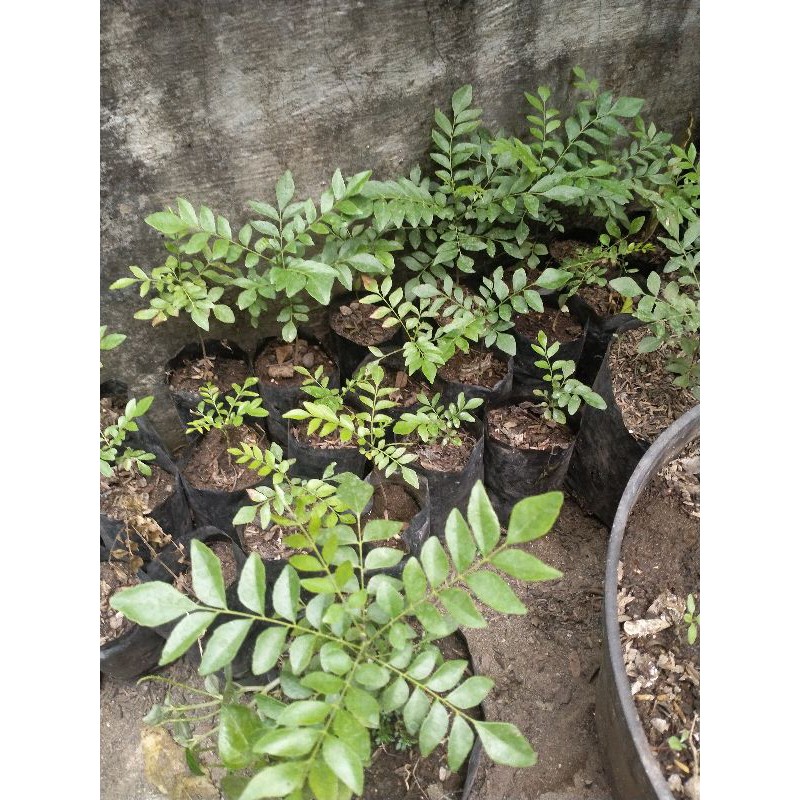 

bibit daun kari