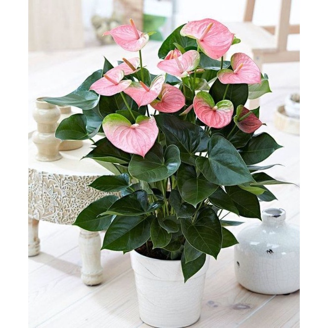 TANAMAN HIAS ANTHURIUM MICKEY MOUSE PINK SWEETHEART