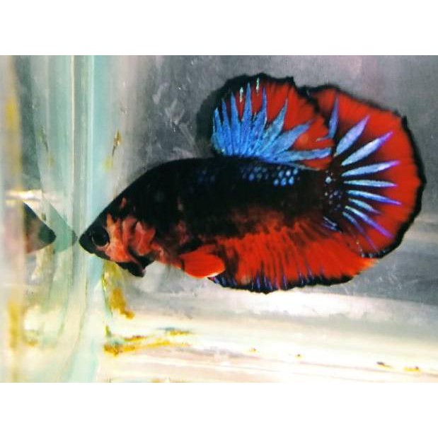 Kode 4453 Ikan Cupang Plakat Avatar Gordon Shopee Indonesia