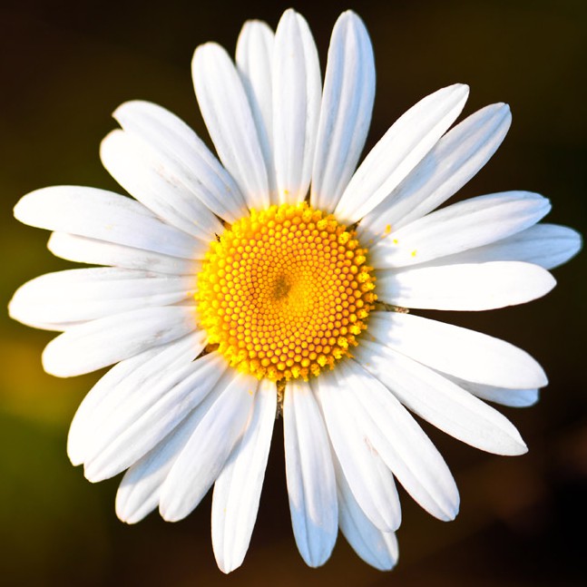 Benih Tanaman Bibit Bunga Ox Eye Daisy 50 Biji Beautiful White Hiasan Taman