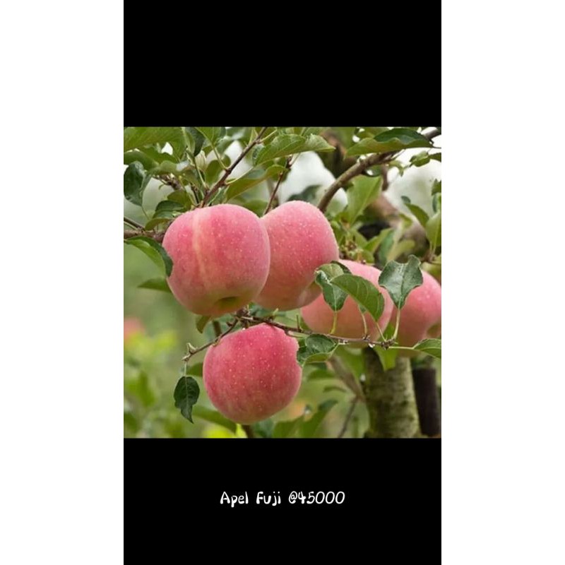 bibit apel fuji