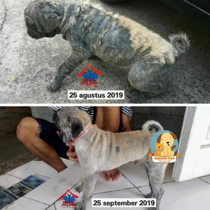 

Hot Sale Salep Jamur Anjing Hot Sale