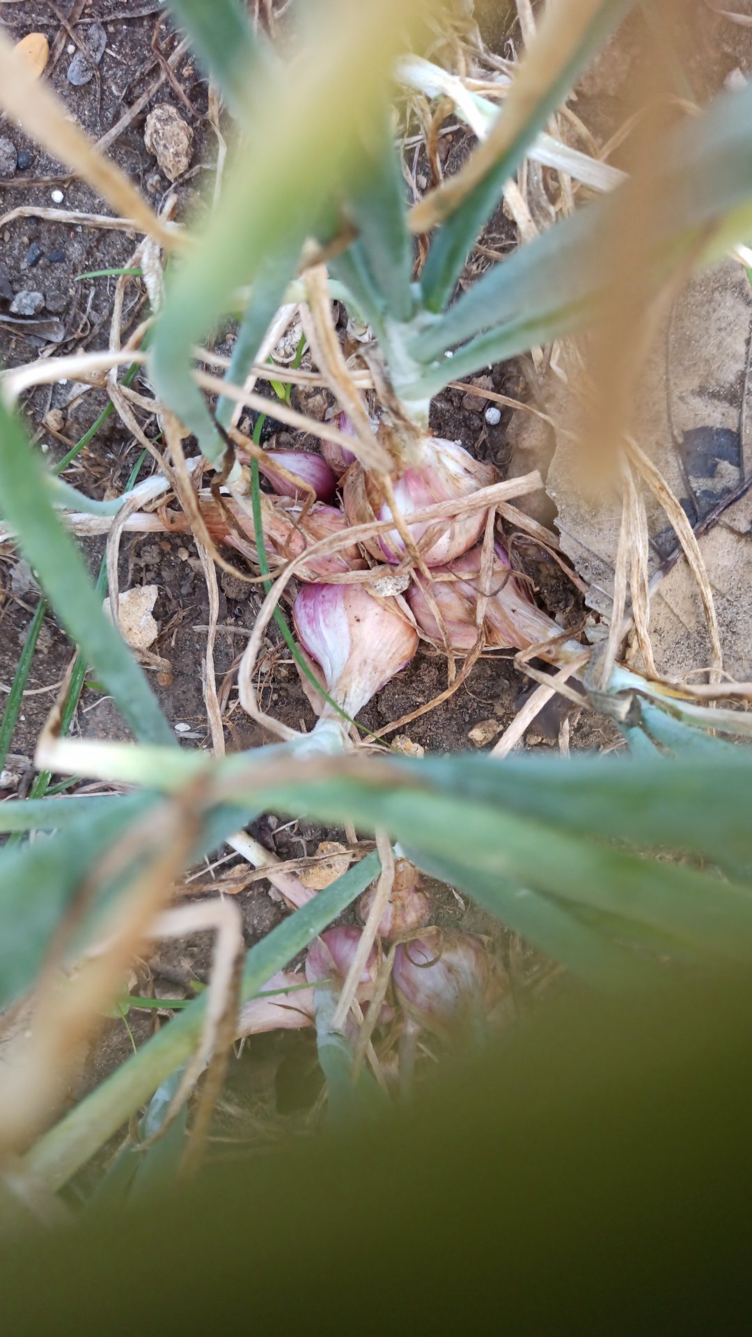 Insektisida Decis 100 Ml