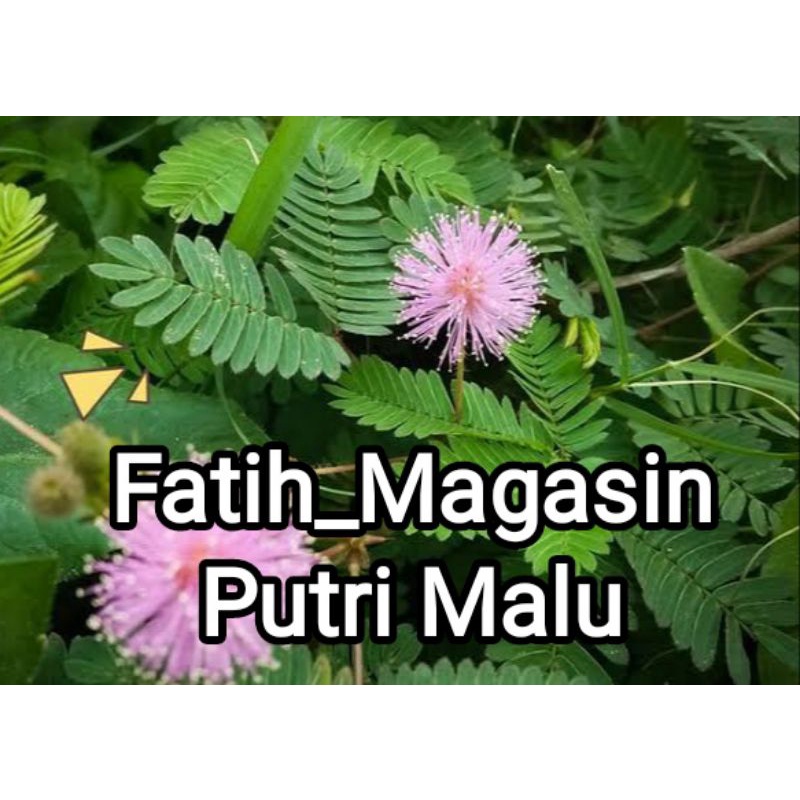 Tanaman putri malu/ Bibit putri malu