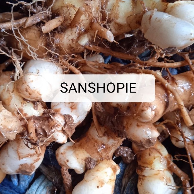 

Kunyit temu putih segar 500 gram