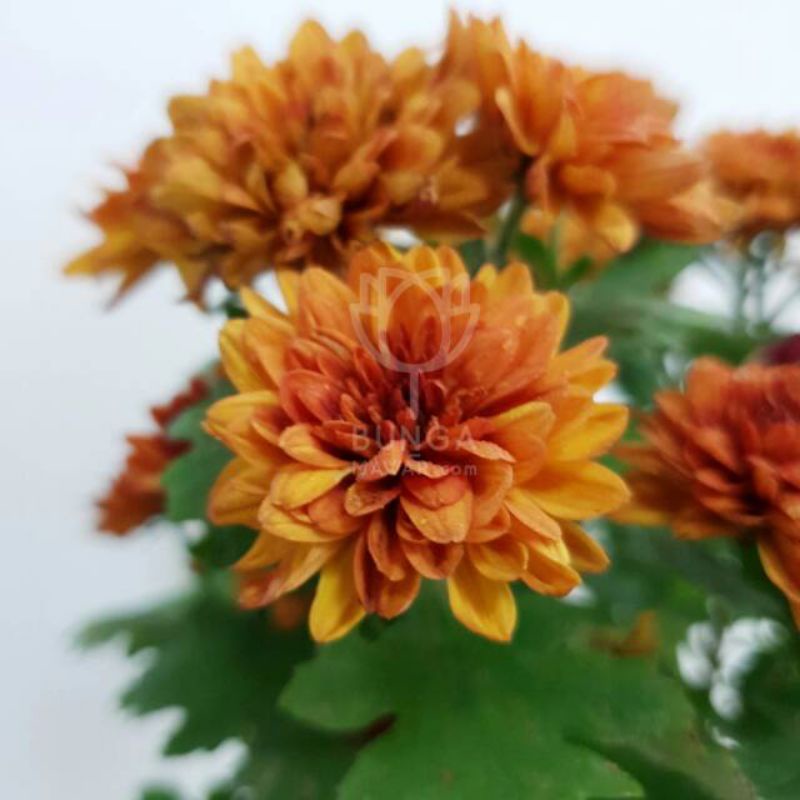 BISA COD tanaman hias hidup bunga krisan aster | bunga orange | Bunga aster krisan