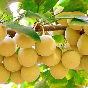 [MIN 2] BIJI BENIH BUAH GINKGO BILOBA