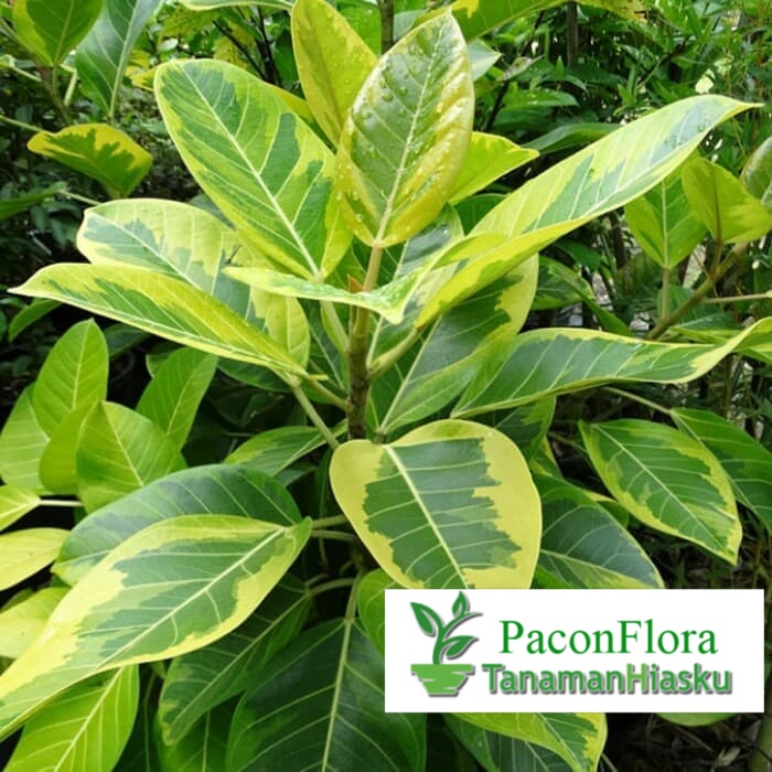 Tanaman hias Karet kebo kuning Variegata / karet kebo kuning varigata