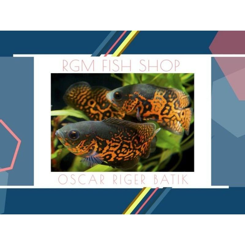 Oscar Tiger batik