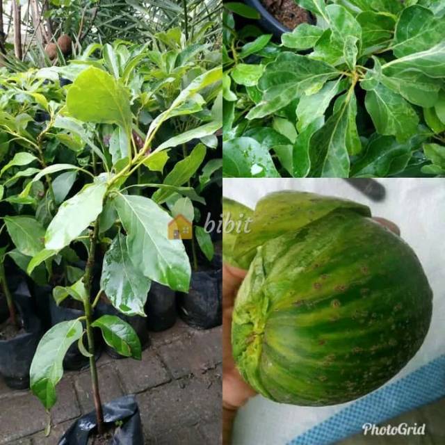 bibit alpukat varigata