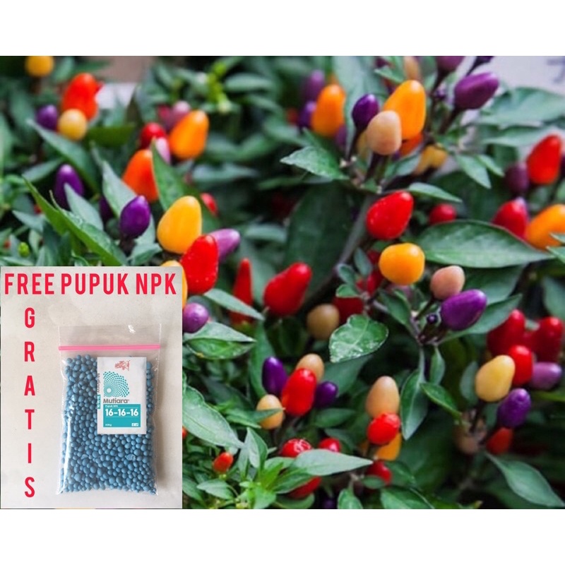 cabe pelangi tanaman hias bisa dimakan