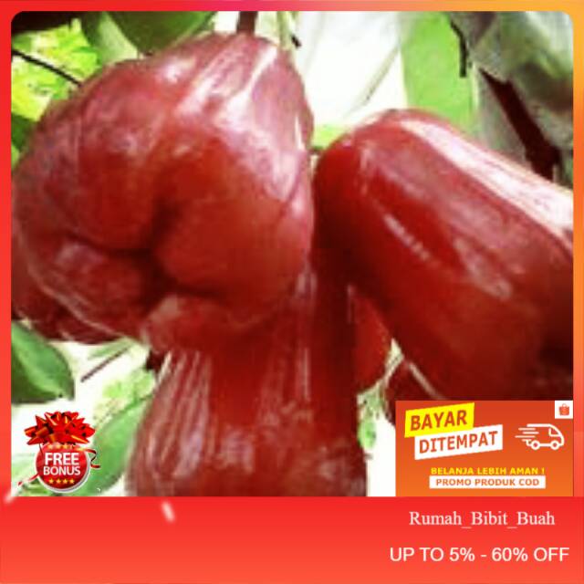 Bibit Buah Jambu Air citra cangkok.