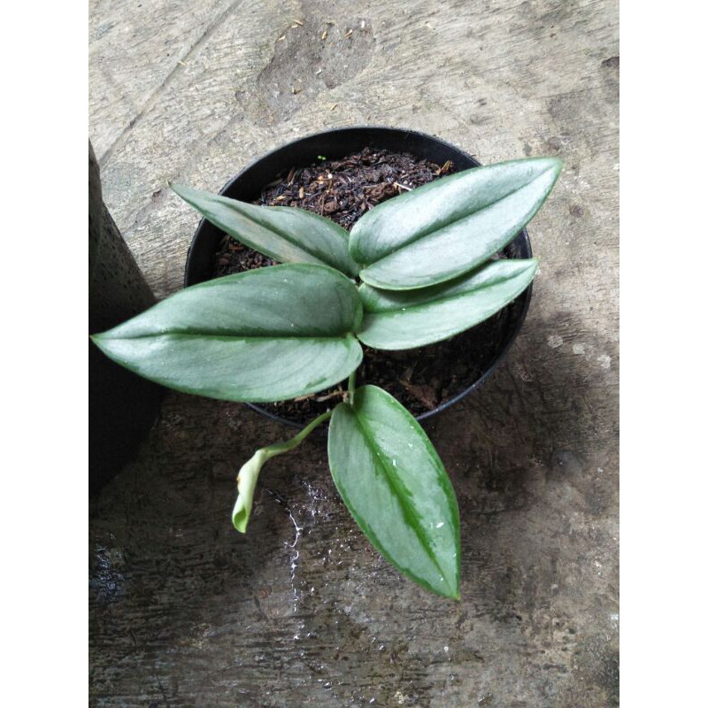 

scindapsus susu