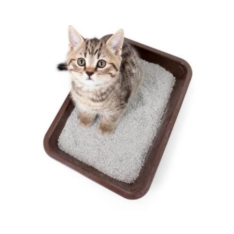 Baskom Bak Pasir Pup Kucing / Cat litter Box/Tempat Kotoran Hewan