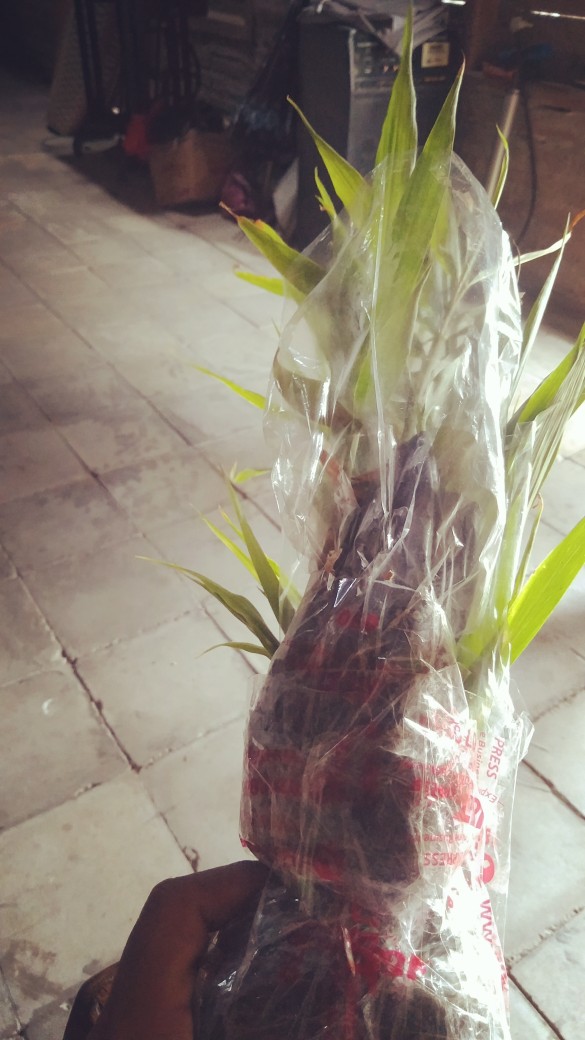 Bibit Jahe Merah Asli Super Sepaket Isi 5 Bibit